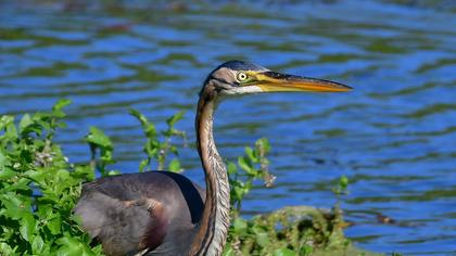 Erguvani balıkçıl