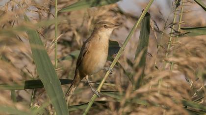 Büyük kamışçın
