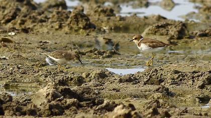 Sarıbacaklı kumkuşu