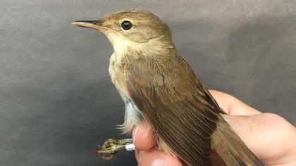 Çalı kamışçını