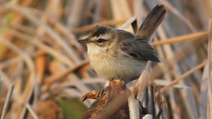 Bıyıklı kamışçın