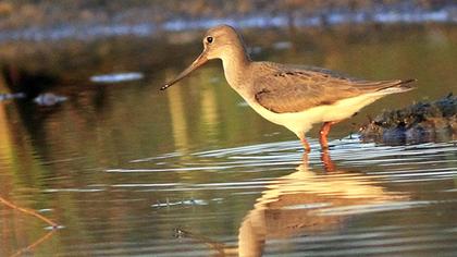 Terek düdükçünü