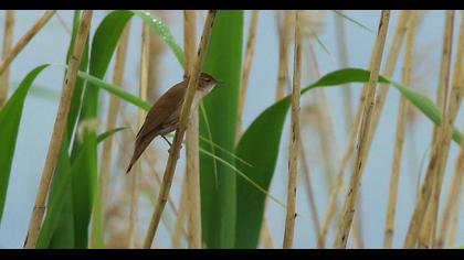 Bataklık kamışçını