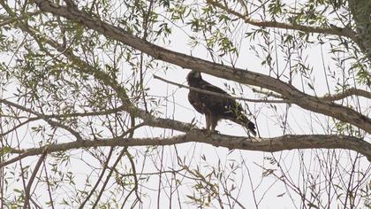 Küçük orman kartalı