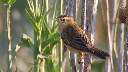 Kındıra kamışçını