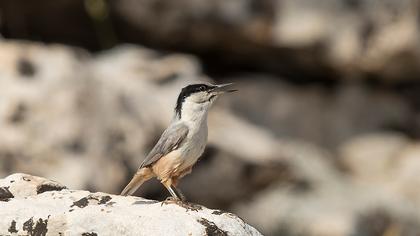 Büyük kaya sıvacısı