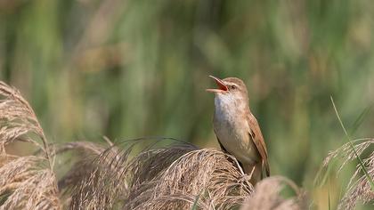 Büyük kamışçın