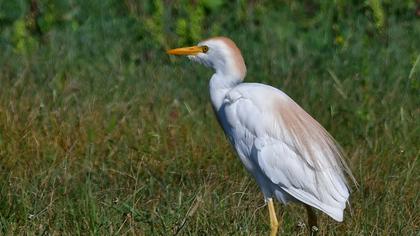Sığır balıkçılı