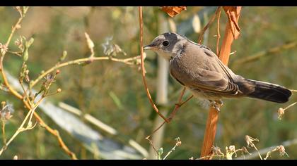 Pembegöğüslü ötleğen