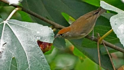 Karabaşlı ötleğen
