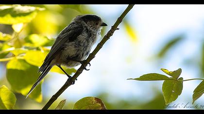 Uzunkuyruklu baştankara