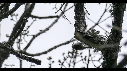 Bahçe tırmaşıkkuşu