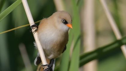 Bıyıklı baştankara