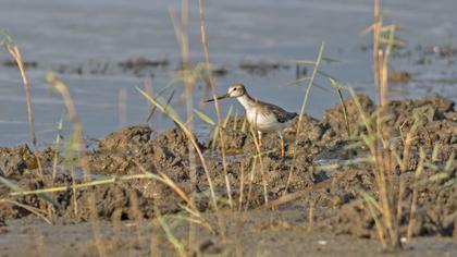 Terek düdükçünü