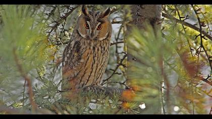 Kulaklı orman baykuşu