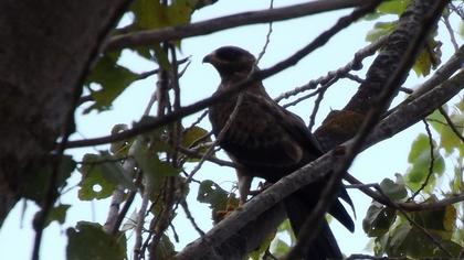 Küçük orman kartalı