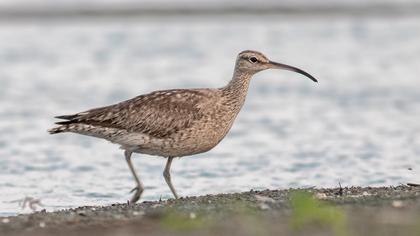 Sürmeli kervançulluğu