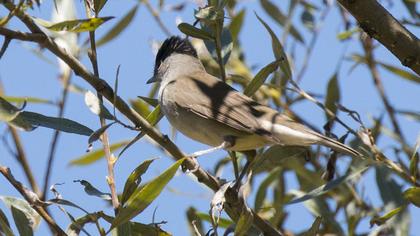 Karabaşlı ötleğen