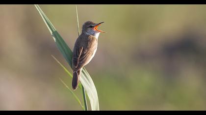 Büyük kamışçın