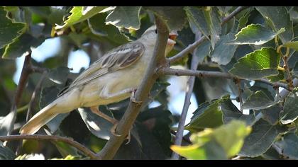 Sarıboğazlı serçe
