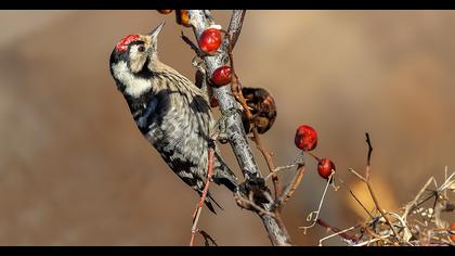 Küçük ağaçkakan