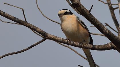 Maskeli örümcekkuşu