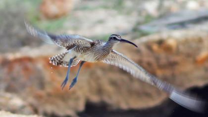 Sürmeli kervançulluğu