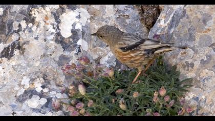 Büyük dağbülbülü