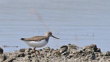 Terek düdükçünü