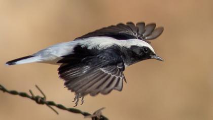 Aksırtlı kuyrukkakan