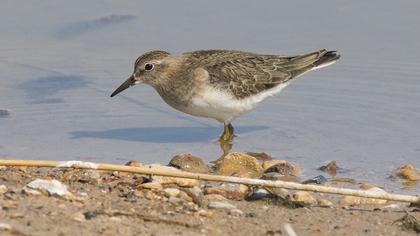 Sarıbacaklı kumkuşu