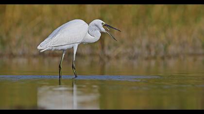 Küçük ak balıkçıl