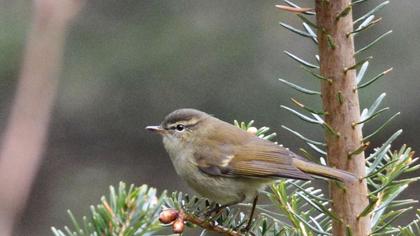 Yeşilimsi çıvgın