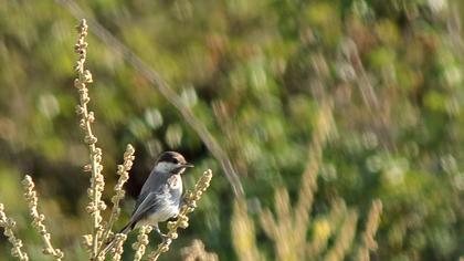 Akyanaklı baştankara
