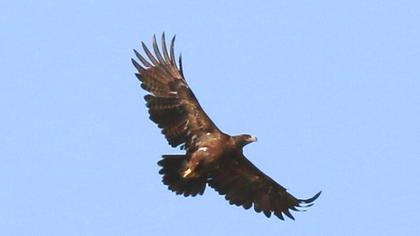 Küçük orman kartalı