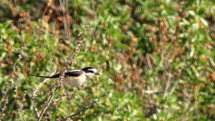 Maskeli örümcekkuşu