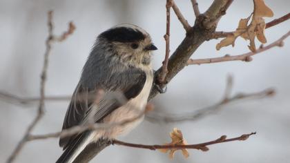 Uzunkuyruklu baştankara