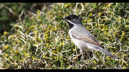 Karaboğazlı ötleğen