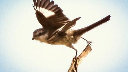 Maskeli örümcekkuşu