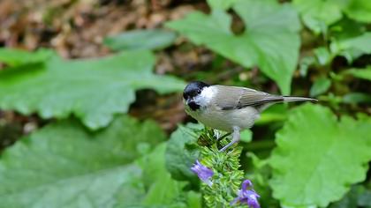 Kayın baştankarası