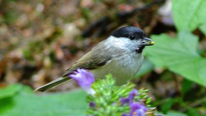 Kayın baştankarası