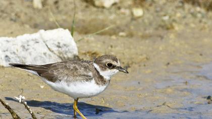 Halkalı küçük cılıbıt