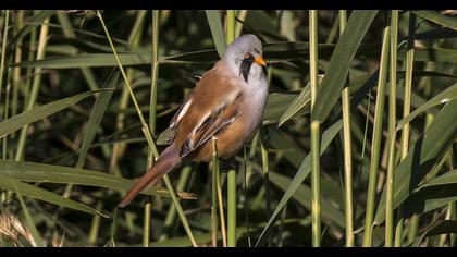 Bıyıklı baştankara