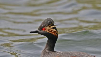 Karaboyunlu batağan