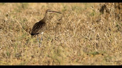 Sürmeli kervançulluğu