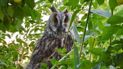 Kulaklı orman baykuşu