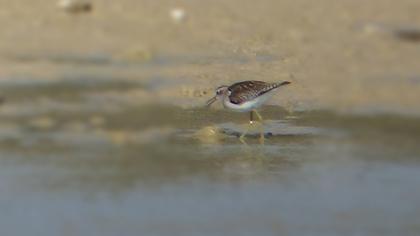 Orman düdükçünü