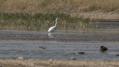 Büyük ak balıkçıl