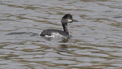 Karaboyunlu batağan