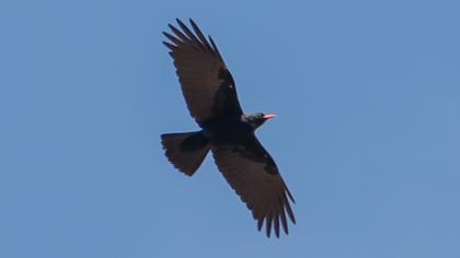 Kırmızıgagalı dağ kargası